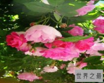 【图】蔷薇妖娆,一部浪漫爱情小说