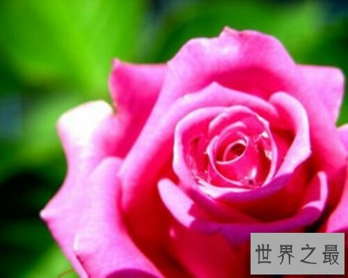 【图】蔷薇妖娆,一部浪漫恋情小说