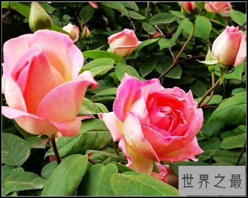 【图】蔷薇妖娆,一部浪漫恋情小说