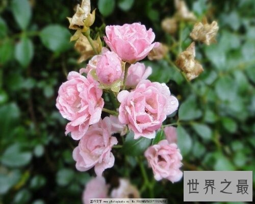 【图】蔷薇妖娆,一部浪漫恋情小说