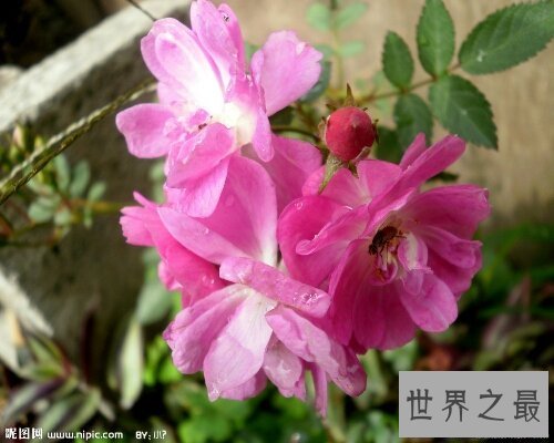 【图】蔷薇妖娆,一部浪漫恋情小说