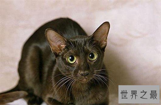 【图】最受欢迎猫的品种，果然猫界也要看颜值