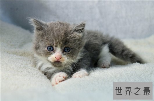 【图】最受欢迎猫的品种，果然猫界也要看颜值