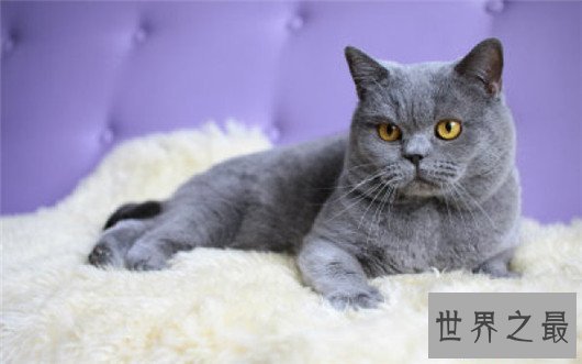 【图】最受欢迎猫的品种，果然猫界也要看颜值