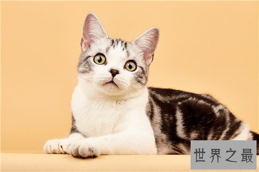 【图】最受欢迎猫的品种，果然猫界也要看颜值