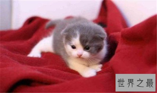 【图】最受欢迎猫的品种，果然猫界也要看颜值