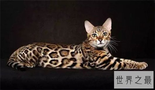 【图】最受欢迎猫的品种，果然猫界也要看颜值