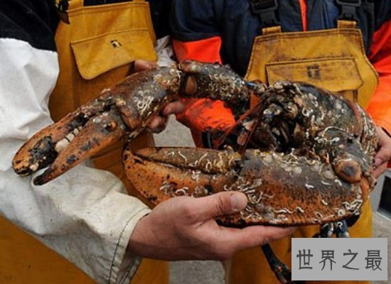 【图】震惊！奥秘陆地中的巨型龙虾——身长1.2米，体