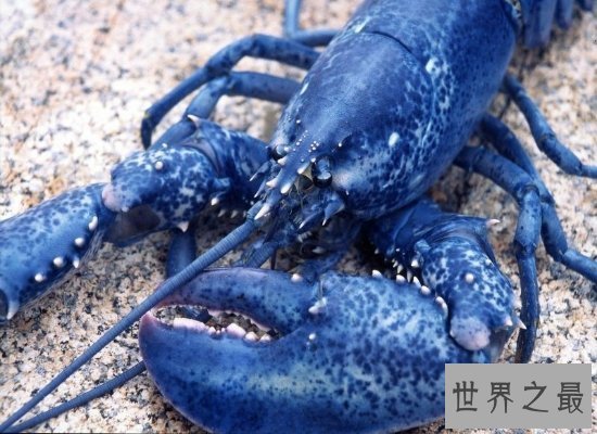 【图】震惊！奥秘陆地中的巨型龙虾——身长1.2米，体