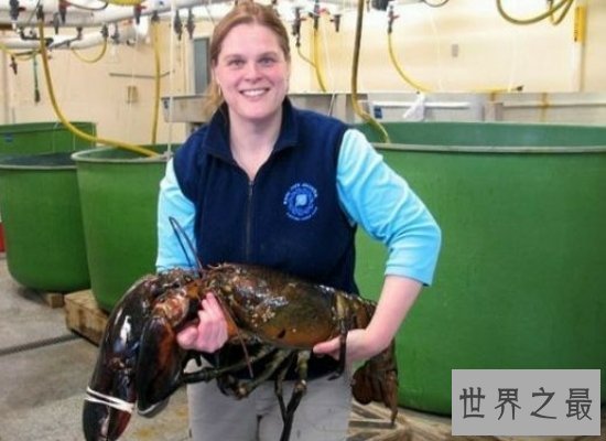 【图】震惊！奥秘陆地中的巨型龙虾——身长1.2米，体