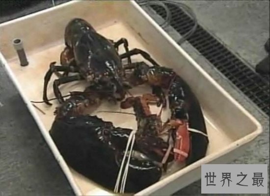 【图】震惊！奥秘陆地中的巨型龙虾——身长1.2米，体