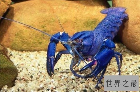 【图】蓝龙虾你一定听都没据说过 能吃得起我就认你做