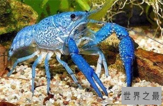 【图】蓝龙虾你一定听都没据说过 能吃得起我就认你做