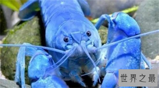 【图】蓝龙虾你一定听都没据说过 能吃得起我就认你做