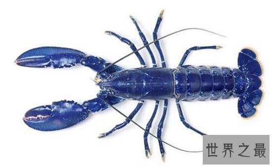【图】蓝龙虾你一定听都没据说过 能吃得起我就认你做
