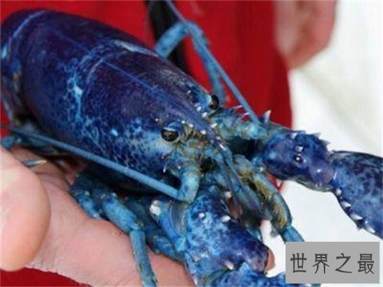 【图】蓝龙虾你一定听都没据说过 能吃得起我就认你做