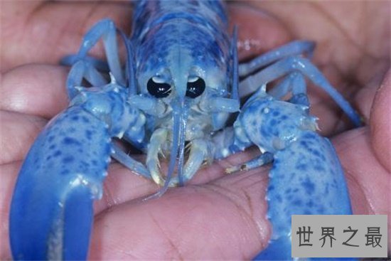 【图】蓝龙虾你一定听都没据说过 能吃得起我就认你做