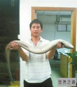 【图】世界最大的黄鳝36斤，即使再大也逃脱不了被人类
