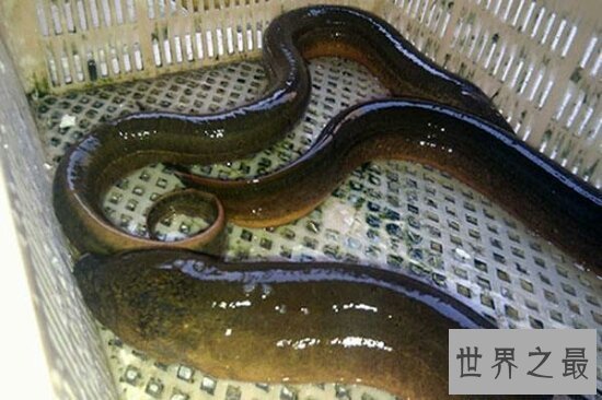 【图】世界最大的黄鳝36斤，即使再大也逃脱不了被人类