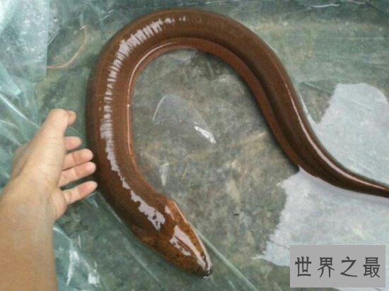 【图】世界最大的黄鳝36斤，即使再大也逃脱不了被人类