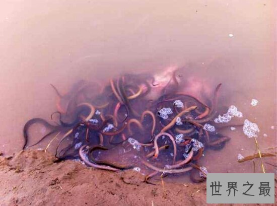 【图】世界最大的黄鳝36斤，即使再大也逃脱不了被人类