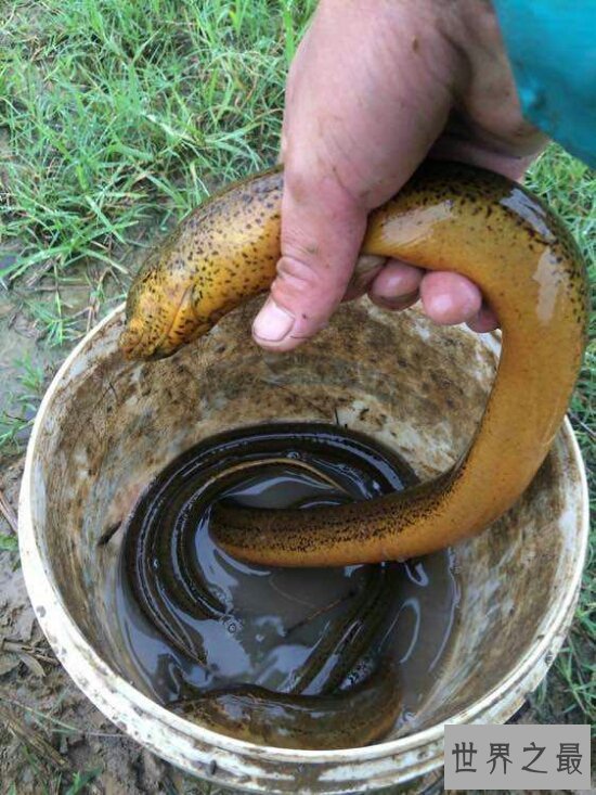 【图】世界最大的黄鳝36斤，即使再大也逃脱不了被人类