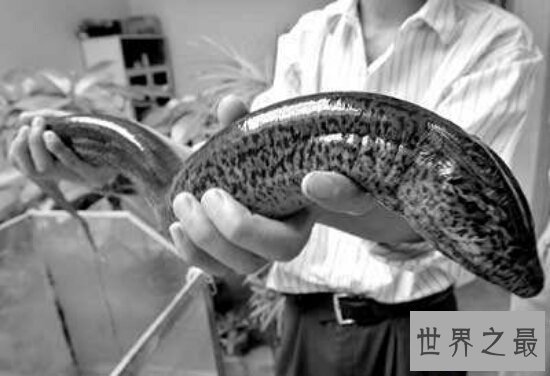 【图】世界最大的黄鳝36斤，即使再大也逃脱不了被人类