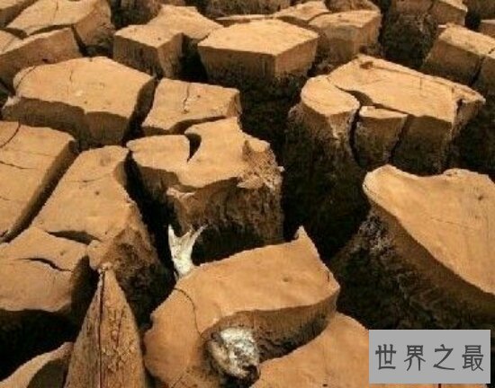 【图】世界上最神奇的杜兹肺鱼 被烈日暴晒4年不死的鱼