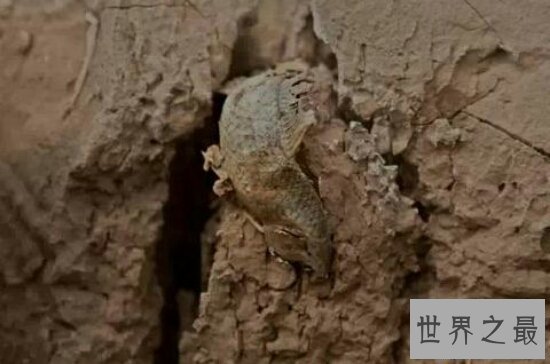 【图】世界上最神奇的杜兹肺鱼 被烈日暴晒4年不死的鱼