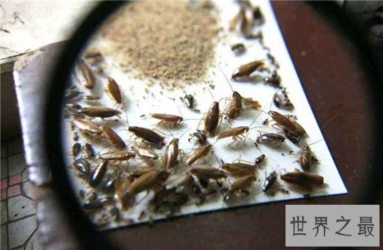 【图】蟑螂怕什么 七大家用小妙招让你轻松杀死蟑螂