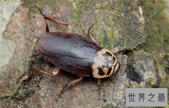 【图】蟑螂怕什么 七大家用小妙招让你轻松杀死蟑螂