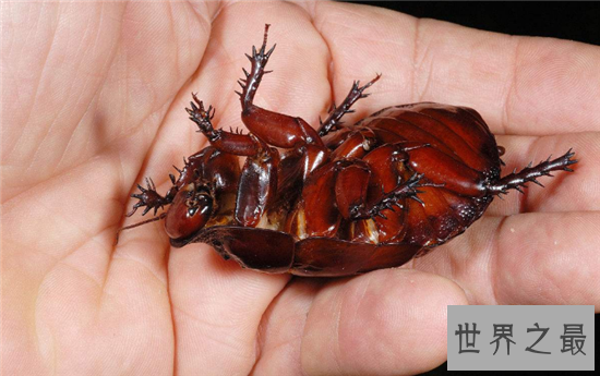 【图】蟑螂怕什么 七大家用小妙招让你轻松杀死蟑螂