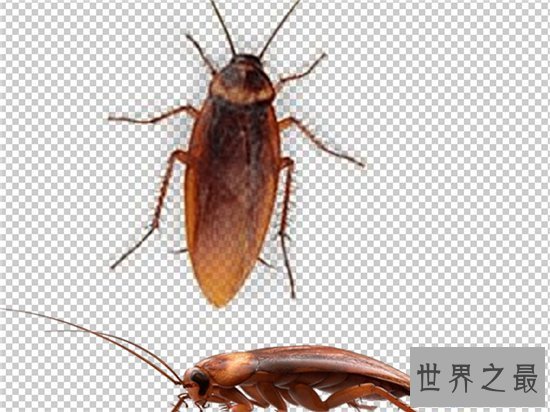 【图】蟑螂怕什么 七大家用小妙招让你轻松杀死蟑螂