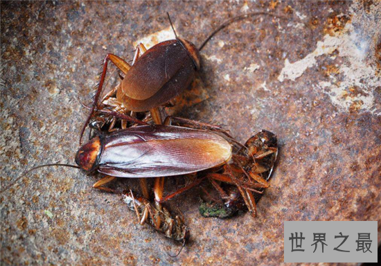 【图】蟑螂怕什么 七大家用小妙招让你轻松杀死蟑螂