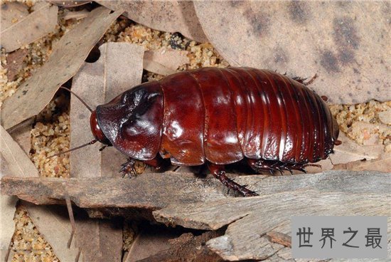 【图】蟑螂怕什么 七大家用小妙招让你轻松杀死蟑螂