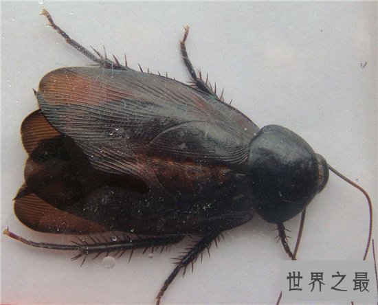 【图】蟑螂怕什么 七大家用小妙招让你轻松杀死蟑螂