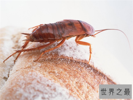 【图】蟑螂怕什么 七大家用小妙招让你轻松杀死蟑螂