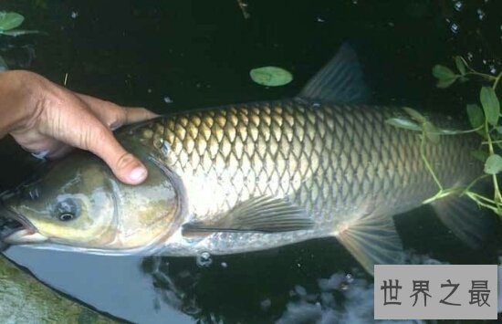 【图】四大家鱼到底哪个好吃呢，每种鱼都有不同的味