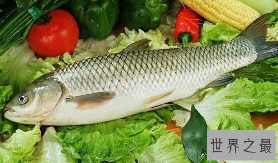 【图】四大家鱼到底哪个好吃呢，每种鱼都有不同的味