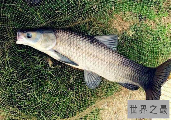 【图】四大家鱼到底哪个好吃呢，每种鱼都有不同的味