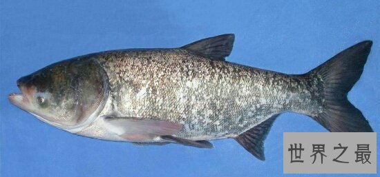 【图】四大家鱼到底哪个好吃呢，每种鱼都有不同的味