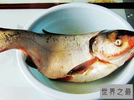 【图】四大家鱼到底哪个好吃呢，每种鱼都有不同的味