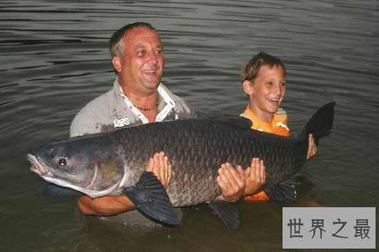 【图】四大家鱼到底哪个好吃呢，每种鱼都有不同的味