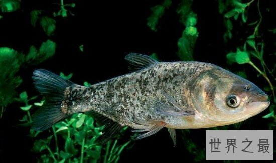 【图】四大家鱼到底哪个好吃呢，每种鱼都有不同的味