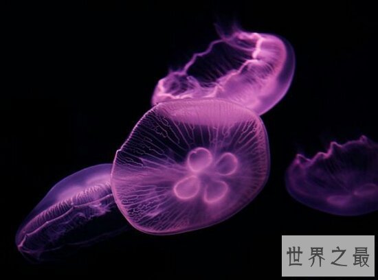 【图】桃花水母不只颜值高 价值也不比大熊猫差