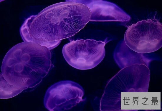 【图】桃花水母不只颜值高 价值也不比大熊猫差