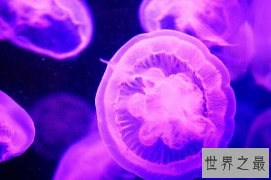 【图】桃花水母不只颜值高 价值也不比大熊猫差