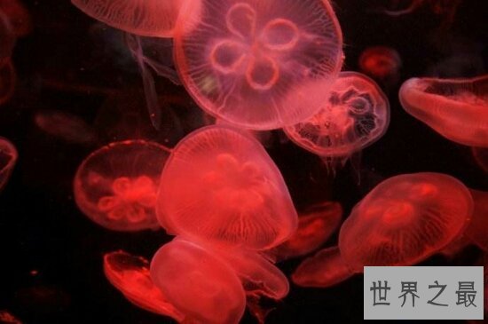 【图】桃花水母不只颜值高 价值也不比大熊猫差
