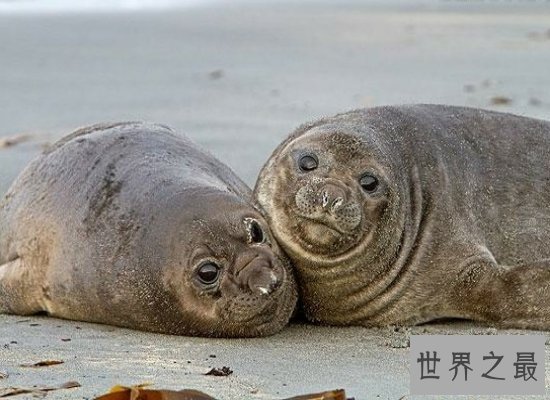 【图】清点世界上最奇异的动物 他们竟有本人的“超能
