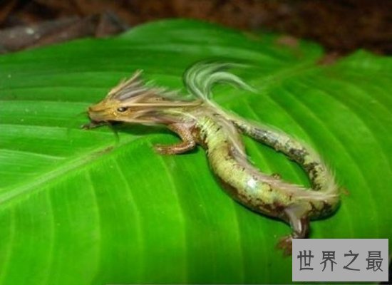 【图】清点世界上最奇异的动物 他们竟有本人的“超能